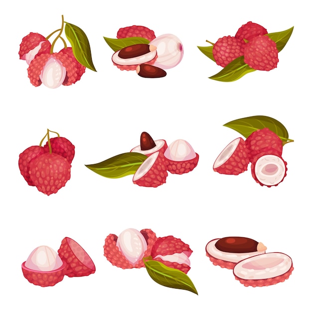 Fruta de lichi tropical con corteza rosada y conjunto de vectores de semillas marrones