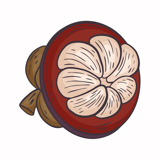 Fruta del mangostán en rodajas ilustración vectorial aislada Pulpa fruta exótica del mangostán Salud deliciosa