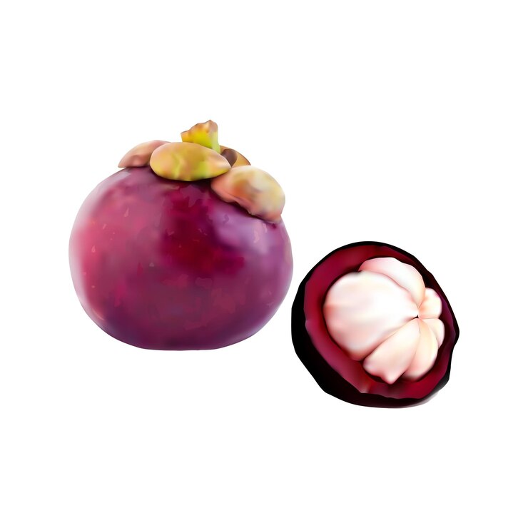 Vector fruta de mangosteen ilustración de rebanadas en fondo blanco vol 01