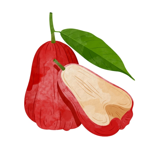 Fruta de manzana de rosa Elementos de diseño Ilustración vectorial de estilo acuarela