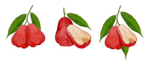 Fruta de manzana de rosa Elementos de diseño Ilustración vectorial de estilo acuarela