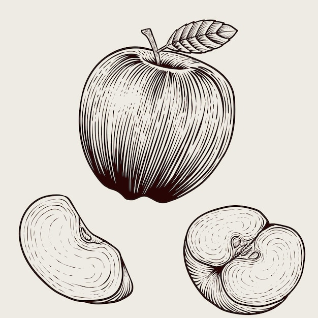 Fruta de manzana vintage de ilustración con estilo de grabado sobre fondo blanco