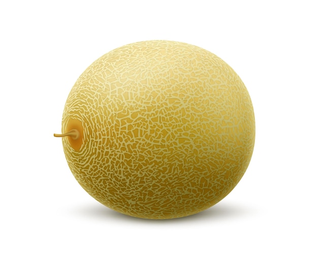 Fruta de melón entera fresca aislada sobre fondo blanco Melón Honeydew Frutas de verano para un estilo de vida saludable Publicidad de frutas orgánicas Ilustración vectorial 3d realista para cualquier diseño