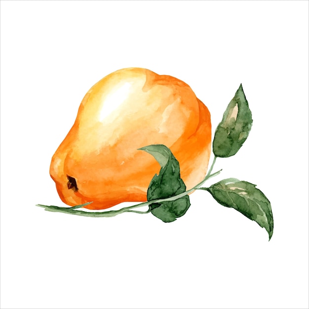 Fruta de membrillo amarillo maduro fresco en la rama Ilustración acuarela dibujada a mano