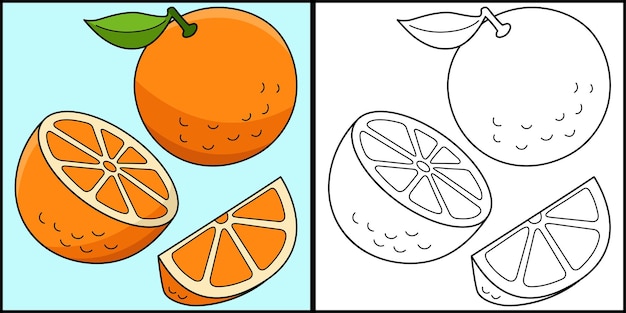 Fruta Naranja Página Para Colorear Ilustración Coloreada