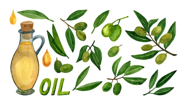 Fruta de oliva en acuarela con ilustraciones de hojas verdes