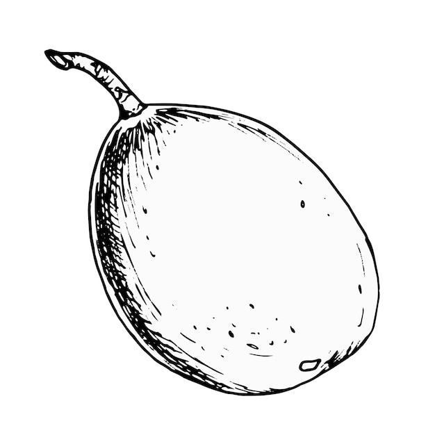 Fruta de la pasión aislada sobre fondo blanco Fruta tropical maracuyá ilustración vectorial dibujada a mano