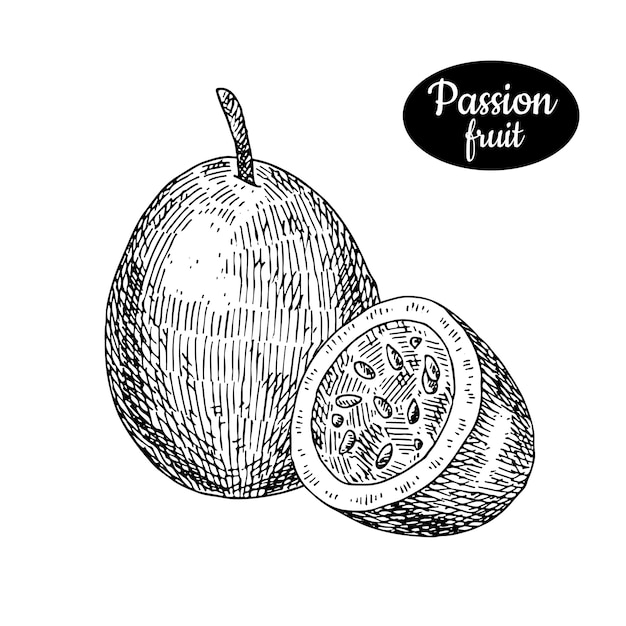 Vector fruta de la pasión dibujado a mano.