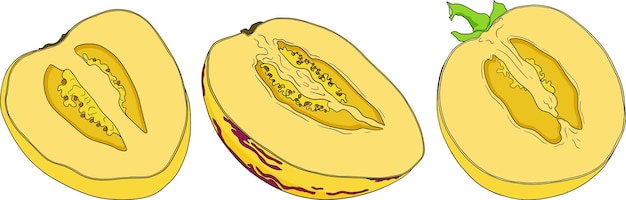 Fruta de pepino melón pera Solanum muricatum Ilustración de color dibujada a mano por el vector