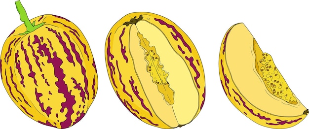 Fruta de pepino melón pera Solanum muricatum Ilustración de color dibujada a mano por el vector