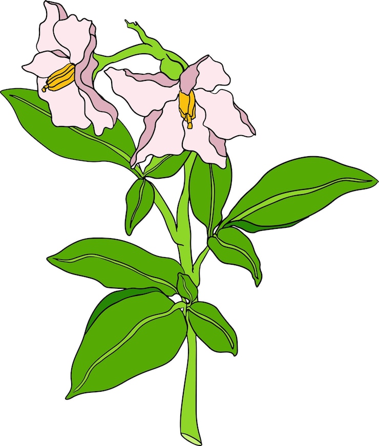 Vector fruta de pepino melón pera solanum muricatum ilustración de color dibujada a mano por el vector