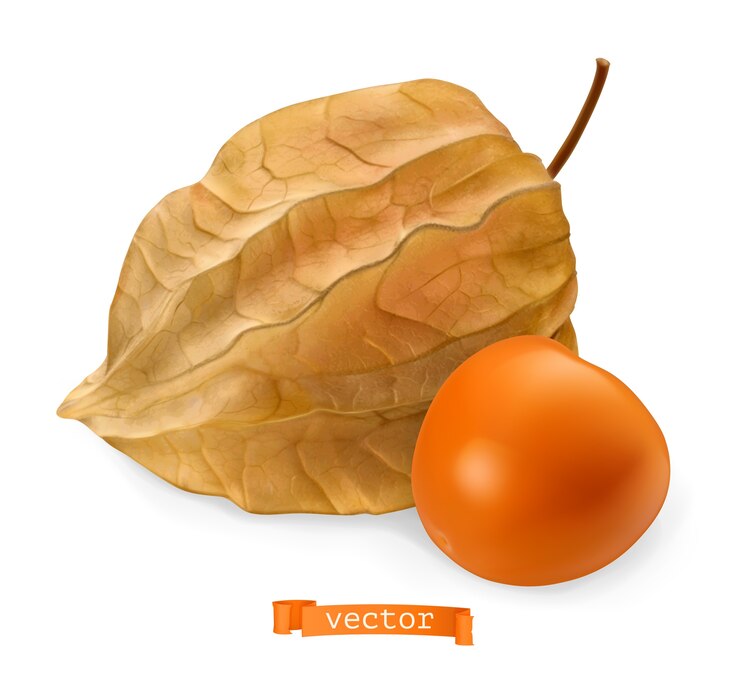 Vector fruta de physalis con ilustración de cáscara