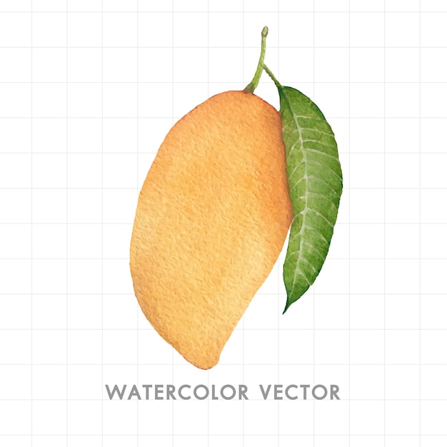 Vector fruta pintada en acuarela