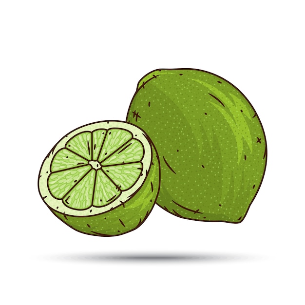 Vector fruta y rodajas de lima.