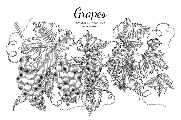 Vector fruta de uvas en ilustración botánica dibujada a mano