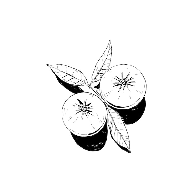 Frutas abstractas tinta negra vectorial estilo moderno y minimalista comida exótica saludable