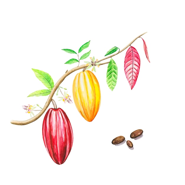 Frutas de acuarela y hojas de cacao Granos de cacao de árbol de cacao tropical