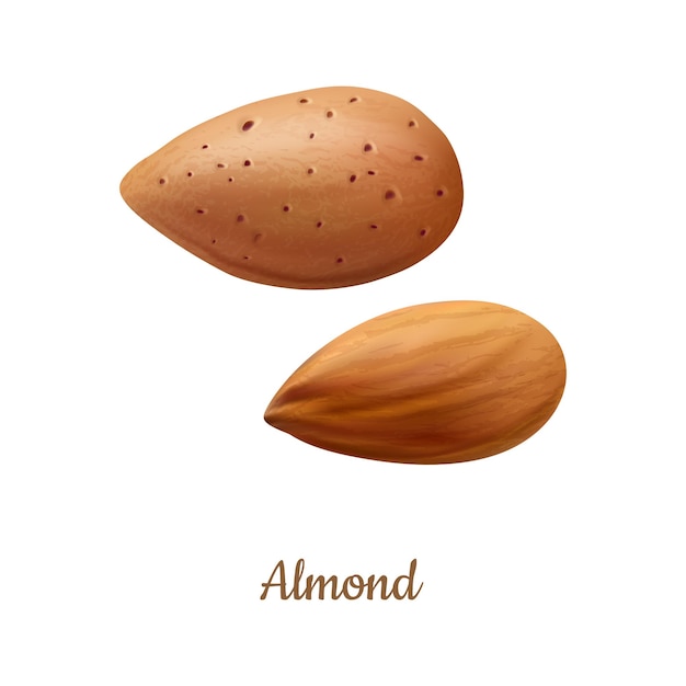 Frutas de almendras de piedra con cáscara y sin cáscara