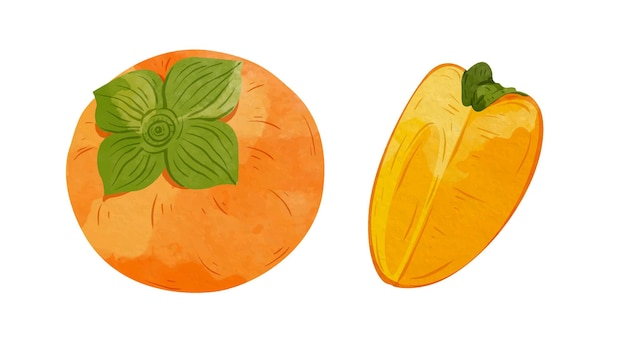 Frutas de caqui Elementos de diseño Ilustración vectorial de estilo acuarela