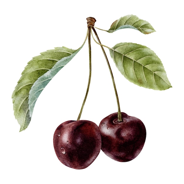 Frutas de cereza dulces con gotas y hojas Bayas de cerezo dulces ácidas maduras y jugosas Ilustración de acuarela dibujada a mano aislada Arte botánico para el envase de paquetes de menús tarjetas textiles cosméticas