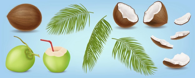 Frutas de coco y hojas de palma imágenes vectoriales realistas