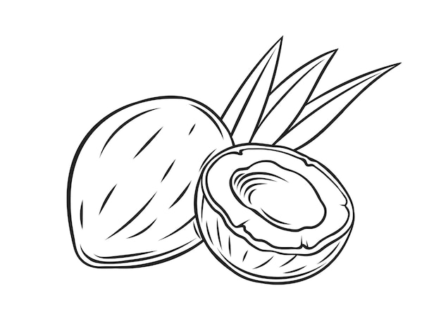 Frutas de coco