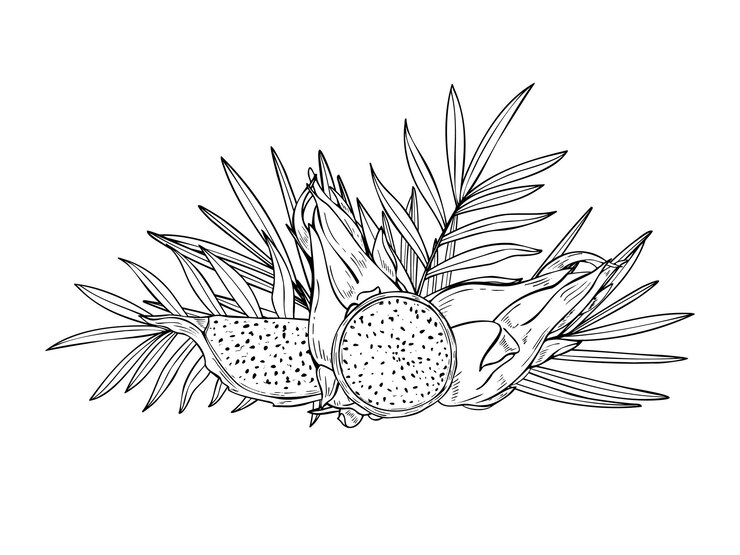 Vector frutas de dragón pitahaya dulces tropicales y hojas tropicales composición gráfica pintada con tintas negras rebanadas de frutas follaje grabado vectorial dibujo ingrediente alimenticio para recetas de postres de verano