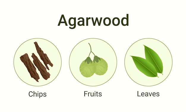Frutas y hojas de hojas de agarwood
