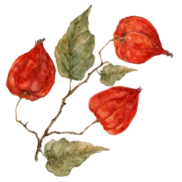 Frutas y hojas de Physalis Acuarela ilustración vectorial botánica flores de otoño