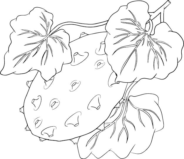 Frutas kiwano cucumis metulife melón con cuernos Vector ilustración dibujada a mano páginas para colorear