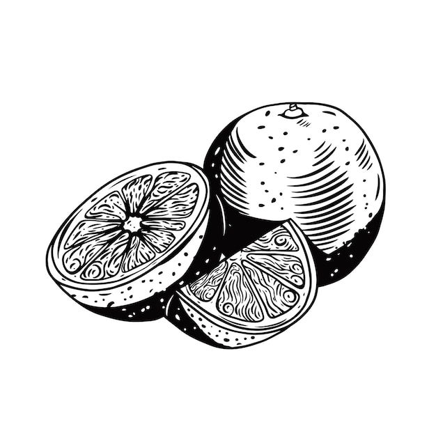 Frutas naranjas estilo de contorno de ilustración de vector de color negro dibujado a mano aislado sobre fondo blanco