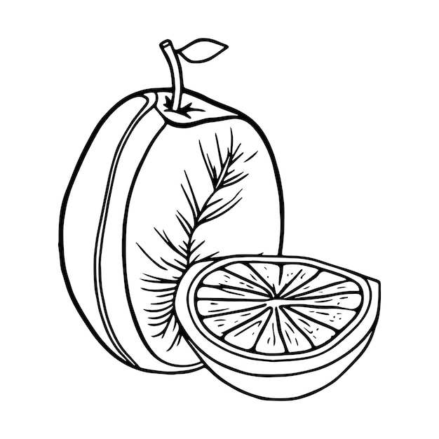 Frutas páginas para colorear dibujos imprimibles para niños vector color negro y blanco.