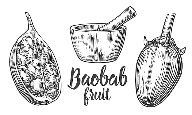 Frutas y semillas de baobab Mortero y maja Vector ilustración grabada vintage sobre fondo blanco