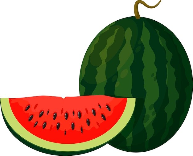 Frutas de verano para un estilo de vida saludable Fruta entera de sandía y rebanada Ilustración vectorial