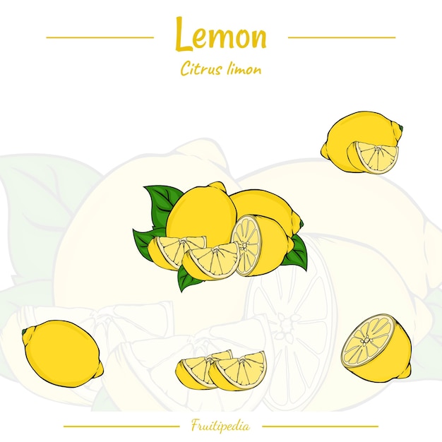 Vector frutipedia limonero