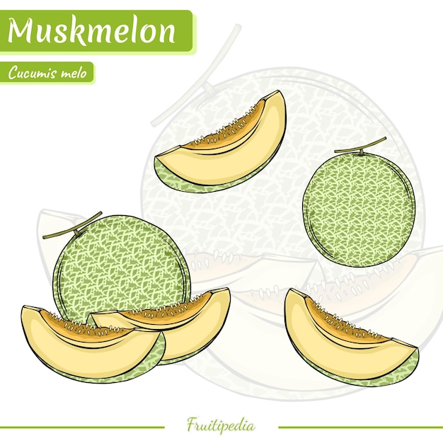 Vector frutipedia melón