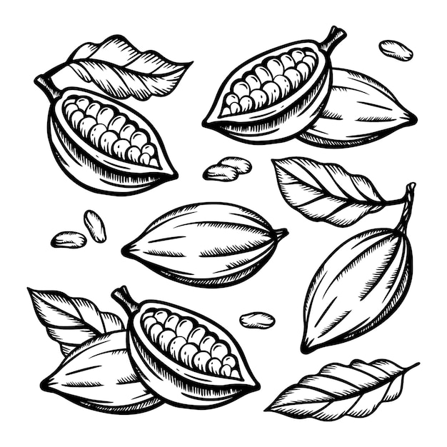 Fruto de cacao y granos de cacao del diseño monocromático del árbol de Theobroma