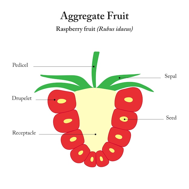 Vector fruto de frambuesa rubus idaeus