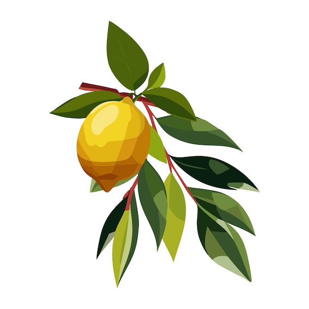 Fruto de limón en una rama Citrus planta tropical Ilustración vectorial en un fondo blanco