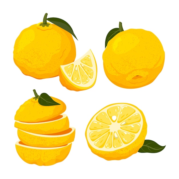 Vector fruto de limón yuzu fresco limón japonés