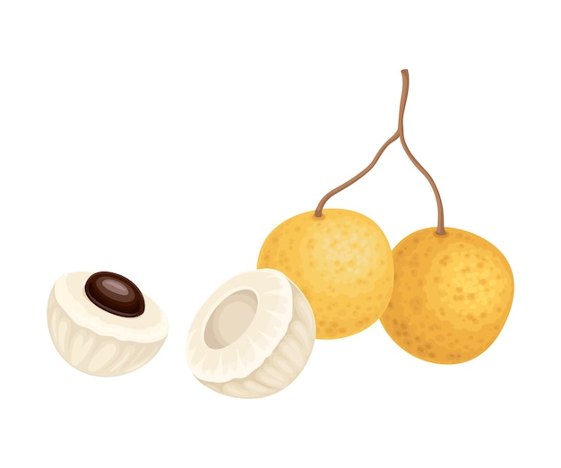 Vector fruto longan de forma circular que muestra carne translúcida y semilla negra dentro de la ilustración vectorial