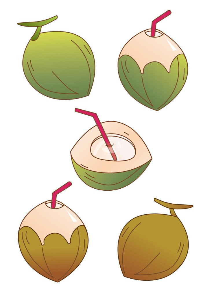 Vector frutos de coco