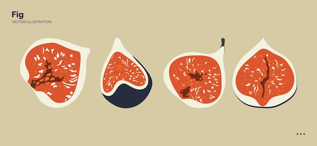 Frutos de higo maduros. Plantilla para su diseño. ilustración vectorial