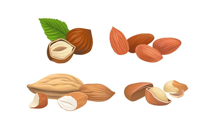 Vector los frutos secos como semillas comestibles secas con un conjunto vectorial de alto contenido graso