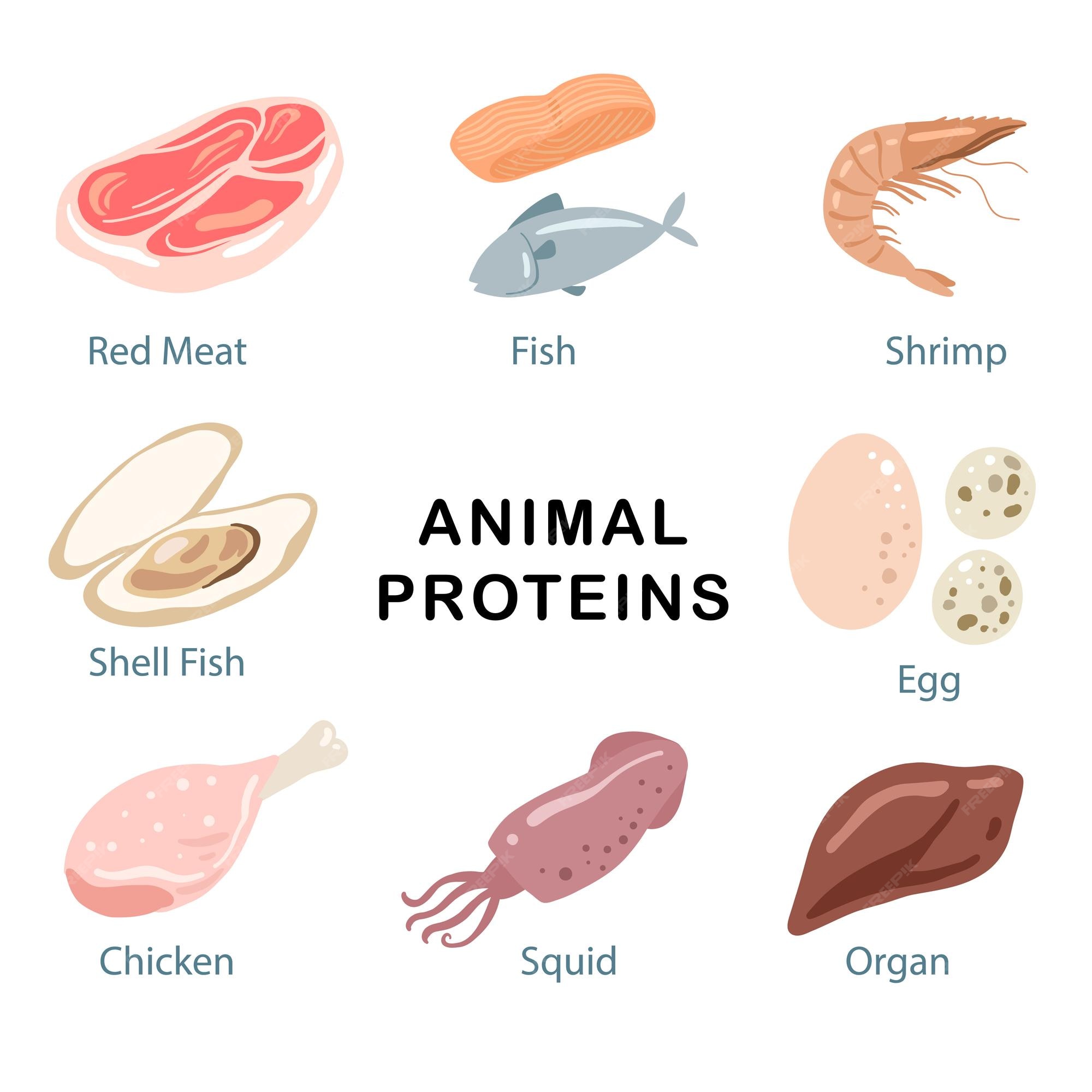 De tormenta Desgracia Alérgico Fuente de proteína animal en los alimentos. | Vector Premium