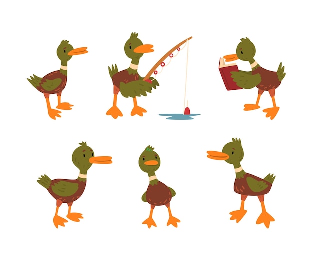 Funny Green Dabbling Duck Caracter como un conjunto vectorial de aves acuáticas emplumadas