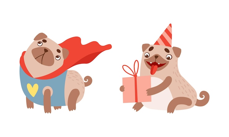 Vector funny pug dog con cola rizada y abrigo marrón claro sosteniendo una caja de regalos y usando un conjunto vectorial de capa de superhéroe