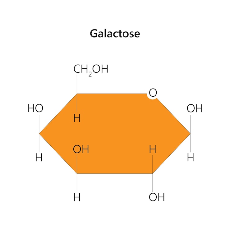 Vector la galactosa es un azúcar monosacárido que es tan dulce como la glucosa.