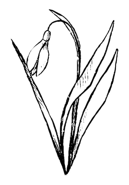 Galanthus campanilla blanca primavera flor silvestre Ilustración de vector dibujado a mano Bosquejo botánico de planta de campo Clipart de contorno vintage aislado en blanco