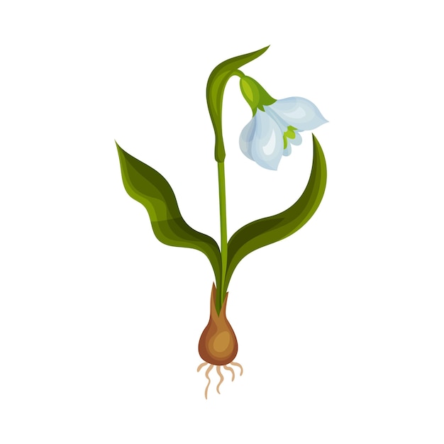 Galanthus o Snowdrop con hojas lineales y una sola ilustración vectorial de flores en forma de campana caída